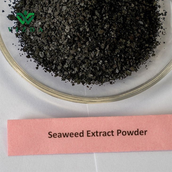 High Quality Organic Fertilizer Seaweed Extract