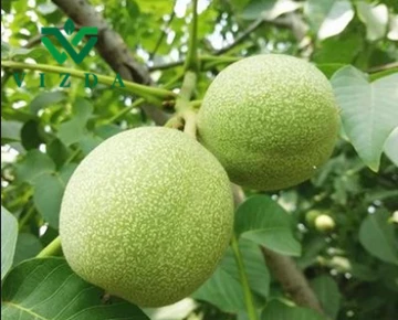 Làm thế nào để bón phân cho quả óc chó? Phương pháp bón phân cho quả óc chó