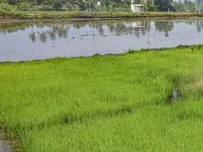 Ngành phân bón toàn cầu đối mặt suy thoái đáng kể trong năm tới do giá tăng cao