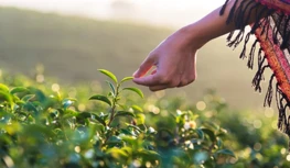 CropLife Ấn Độ yêu cầu bảo vệ dữ liệu trong 5 năm, cảnh báo các lựa chọn bị t...