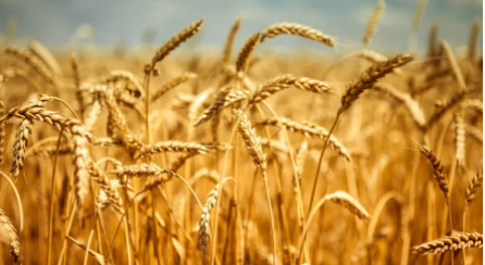 product-446-244 product-446-244